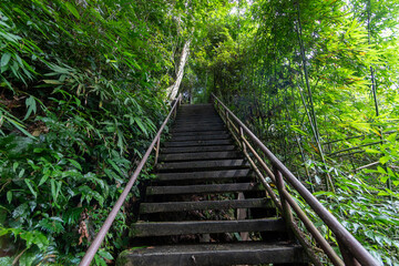 Fototapeta premium An old wooden bridge walkway winds through a lush summer forest