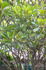 Freshly grown lemons and lush green leaves flourish on a vibrant citrus tree in a sunny plantation