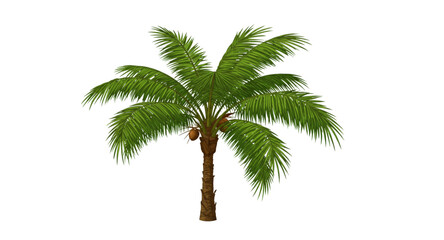 Obraz premium palm tree isolated on white