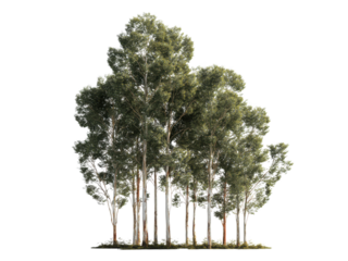 Tall eucalyptus trees with green foliage and pale bark image, Isolated, Png Transparent Background