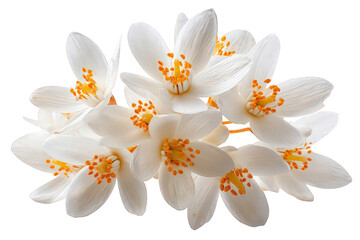 Closeup Cluster Of White Flowers With Orange Centers