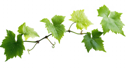 Vibrant green grapevine leaves and tendrils against a striking background