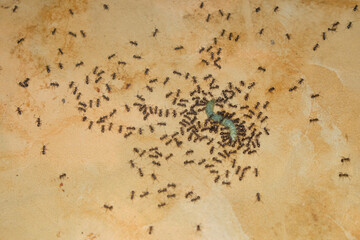 A group of ants preying on small caterpillars. The concept of ecosystem, ecology and environment. For graphic design, 3D rendering and banners