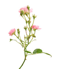 China roses, Pink rose with leaves, Blooming rose isolated on white background, with clipping path   