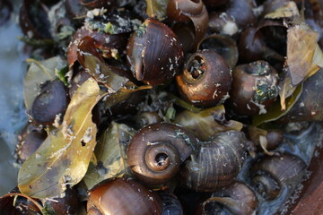 cooking, snail spicy or kroco