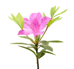Azaleas flowers with leaves, Pink flowers isolated on white background with clipping path	