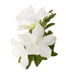 Obraz premium Azaleas flowers with leaves, White flowers isolated on white background with clipping path 