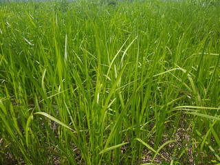 green grass in the morning