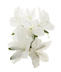 Fototapeta premium Azaleas flowers with leaves, White flowers isolated on white background with clipping path 