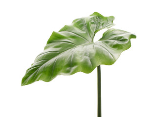 Philodendron giganteum leaf, Giant philodendron isolated on white background, with clipping path    © DEWINs