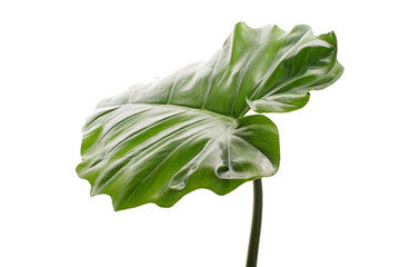 Philodendron giganteum leaf, Giant philodendron isolated on white background, with clipping path    © DEWINs