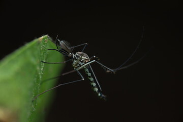 A striped mosquito perched on a green leaf. The female has smooth antennae and a piercing proboscis, useful for studying physical characteristics and resting behavior.