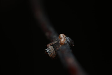 macro photograph of a jumping spider perched on a branch while ambushing its prey. Jumping spiders are renowned for their excellent vision and complex hunting strategies,