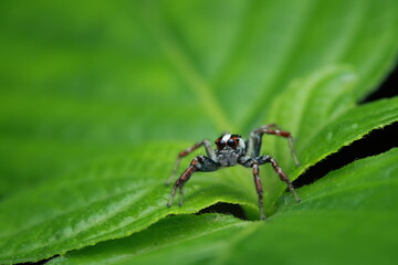  Jumping Spider belongs to the family Salticidae, recognized by its large anterior eyes and remarkable leaping ability for hunting. Its black-grey body with striking white and red markings .