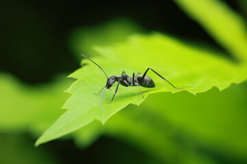 Japanese carpenter ant (Camponotus japonicus) resting on a green leaf. This large ant species is commonly found across East Asia and plays an ecological role as a forager and predator of small insects