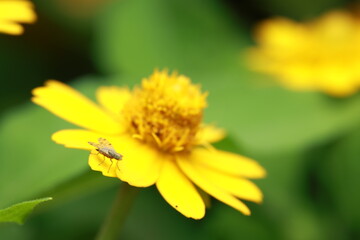 A fruit fly (Family Tephritidae) perched on a yellow flower petal. The small to medium-sized body has wings with dark spots or stripes, slender legs, and short antennae, 