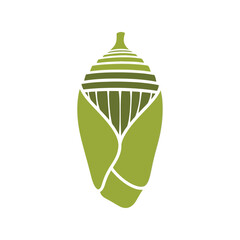 Green cocoon chrysalis metamorphosis butterfly life cycle concept graphic illustration vector