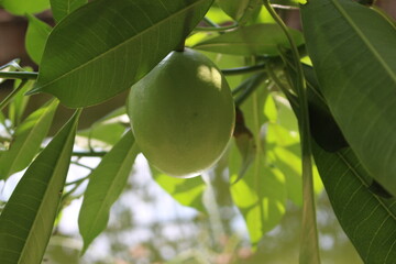 mango on tree