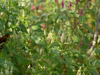 花壇に咲く白いケイトウ