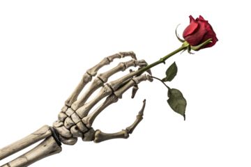 A realistic skeleton hand delicately holding a vibrant red rose against a dark backdrop isolated on transparent background