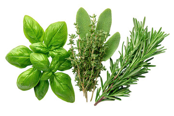 Fresh Green Herbs Arrangement