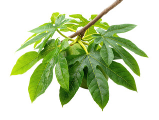 Vibrant green foliage, a closeup of lush plant leaves against pristine white backdrop