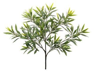 Fototapeta premium Flourishing small tree with lush green leaves in a vibrant natural setting