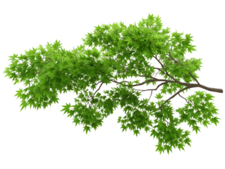 Vibrant green leaves on a tree branch, study of nature's beauty against pristine white backdrop