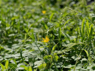 野原に咲くキバナサフランモドキ