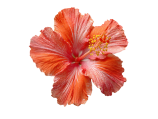 Vibrant coral hibiscus flower with delicate white streaks and yellow stamen orange pink, Isolated, Png Transparent Background
