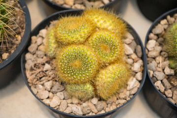 Rows of potted golden barrel cacti neatly arranged in a greenhouse setting showcasing their spiky texture and desert plant appeal