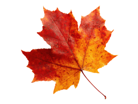 Vibrant red orange maple leaf with dark spots on black background autumn, Isolated, Png Transparent Background