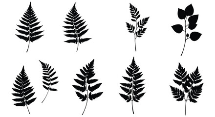 Black and white botanical illustration of various fern and leaf shapes © Mstsalma