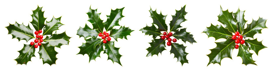 PNG Festive holly leaves with berries, element set on transparent background