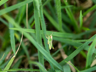 片脚を失った小さなバッタ