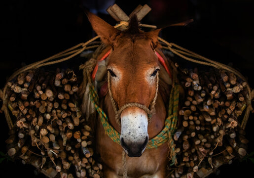 A mule loads sugarcane on a farm in Colombia