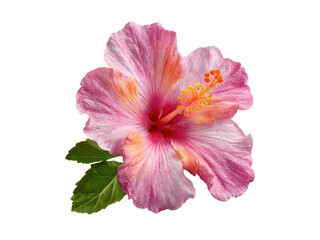 Naklejka premium Pink hibiscus flower with green leaves isolated on black orange yellow, Isolated, Png Transparent Background