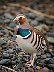 Fototapeta premium Colorful partridge bird displaying on rocky shoreline nature photography outdoor environment close-up perspective
