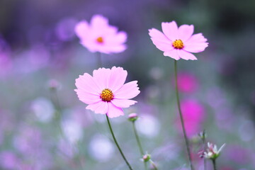 美しい背景とピンクのコスモス