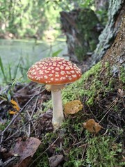fly agaric mushroom
