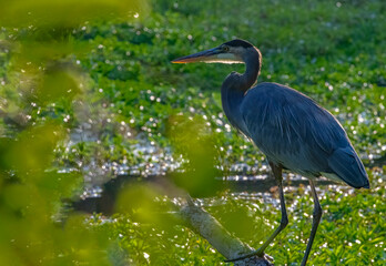 737-88 Great Blue Heron