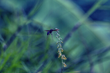 wasp on a flower