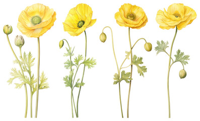 Fototapeta premium PNG Delicate yellow poppy illustration, element set on transparent background