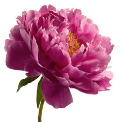 Vibrant pink peony flower botanical garden nature isolated on transparent background