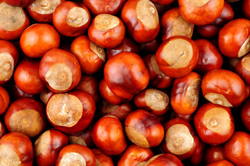 Horse chestnut tree conker nuts background texture detail