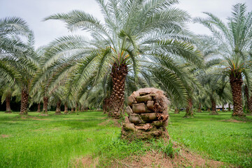 Date palm stump in a date palm orchard