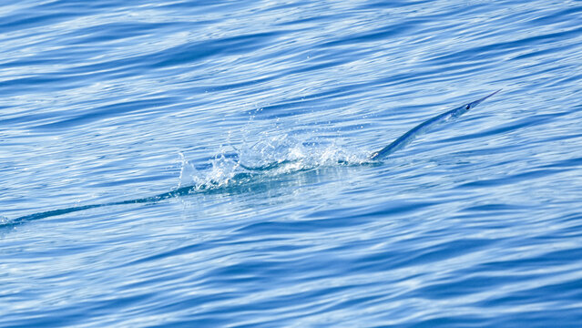 A Needlefish Leaps From the Ocean in Florida