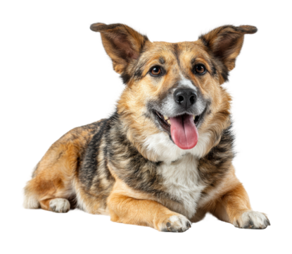 Playful corgi dog portrait isolated on transparent background