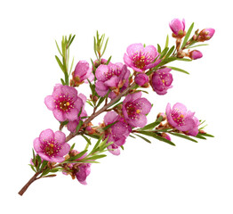 Obraz premium Blooming pink flowers nature scene botanical isolated on transparent background