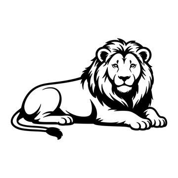 Lion Laying Down